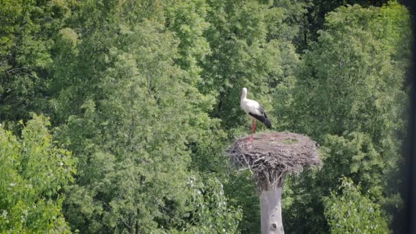 Nézd az ablakból, a ház, a fehér gólya a fészekben szóló — Stock videók