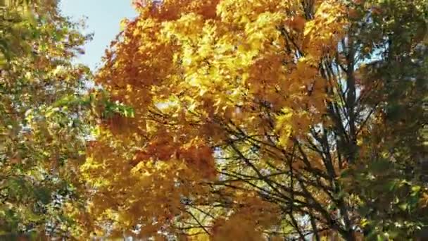 Toppar av träd med gult bladverk, gyllene höst — Stockvideo