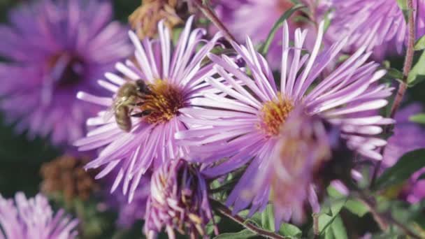 Honingbij verzamelt nectar op de bloem — Stockvideo