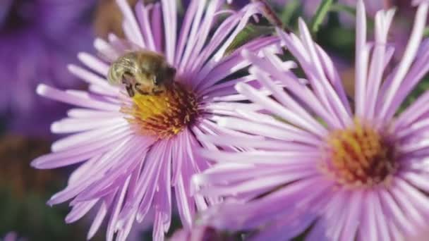 Mel abelha coleta néctar na flor — Vídeo de Stock