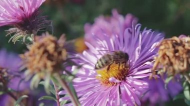 Bal arısı çiçek nektar toplar