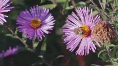 Bal arısı çiçek nektar toplar