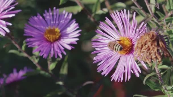 La abeja colecciona néctar en la flor — Vídeo de stock