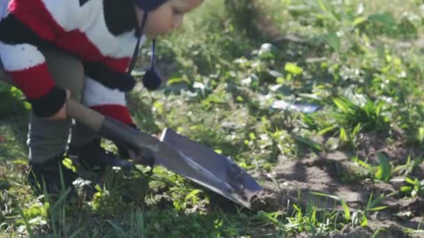 Un ragazzino scava la terra con una pala e pianta un albero. Giardinaggio in primavera — Video Stock