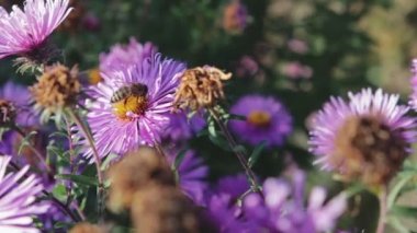 Çiçek, makro fotoğrafçılık tozlaşmayı bal arısı