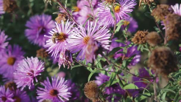 Çiçek, makro fotoğrafçılık tozlaşmayı bal arısı — Stok video