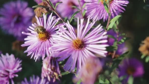 Медовая пчела опыляющая цветок, макрофотография — стоковое видео