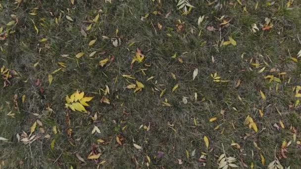 Aer view of the field with fallen leaves, Aero — Stock Video