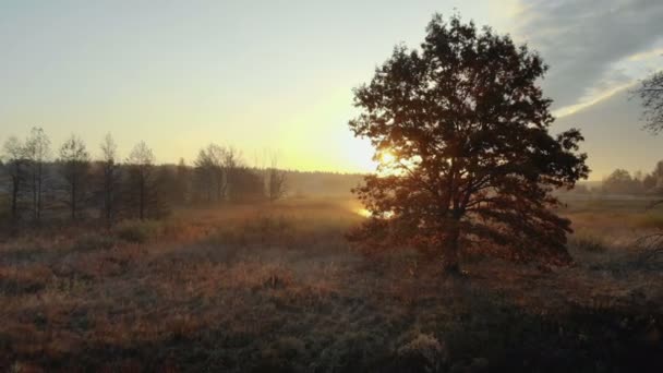 Vue aérienne lever de soleil sur la forêt — Video