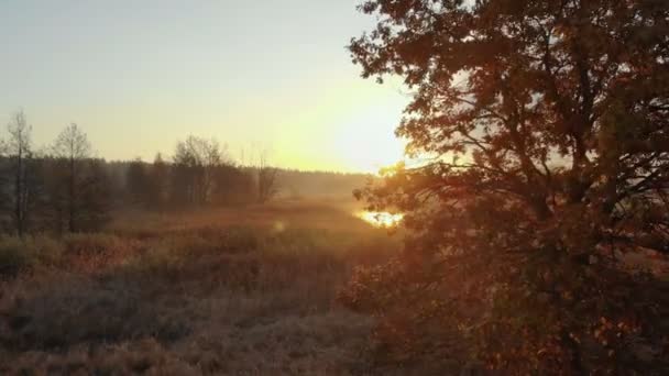 Vue aérienne lever de soleil sur la forêt 
