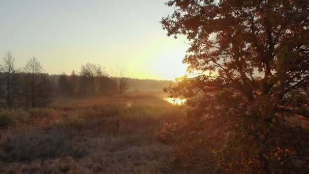 Flygfoto soluppgång över skogen — Stockvideo