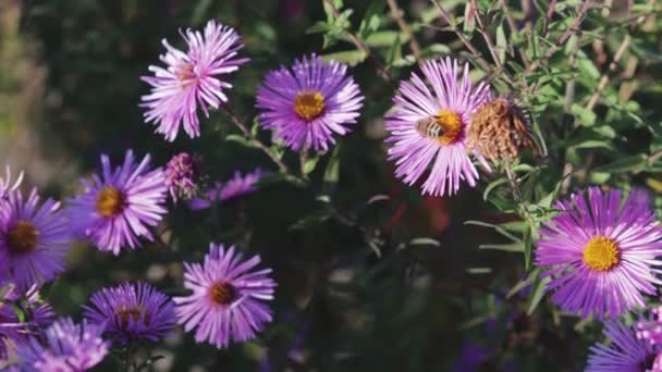 Volwassen honingbij een paarse bloem bestuiven — Stockvideo