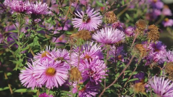 Bijen bestuiven en verzamelen van nectar op bloemen — Stockvideo