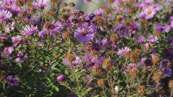 Les abeilles pollinisent et recueillent le nectar sur les fleurs — Video