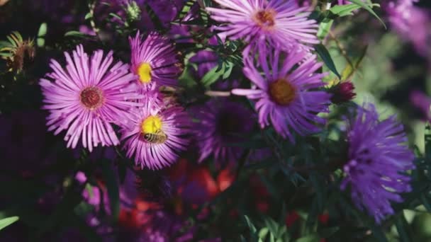 Bin pollinerar och samlar nektar på blommor — Stockvideo