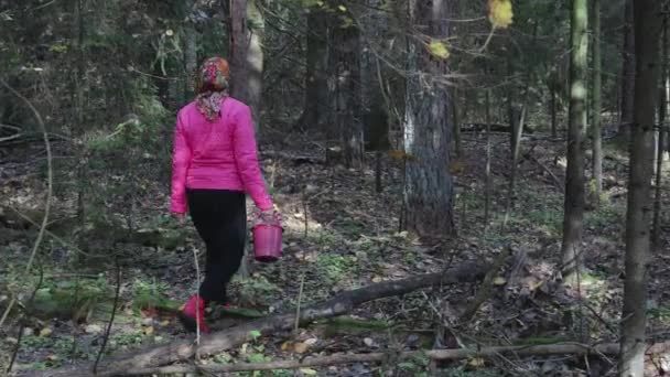 Una joven camina por el bosque y recoge setas — Vídeos de Stock