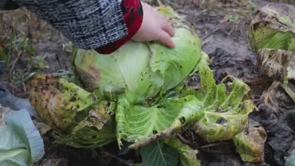 Harvesting cabbage in the garden — Stock Video