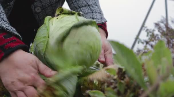 Het oogsten van kool in de tuin — Stockvideo