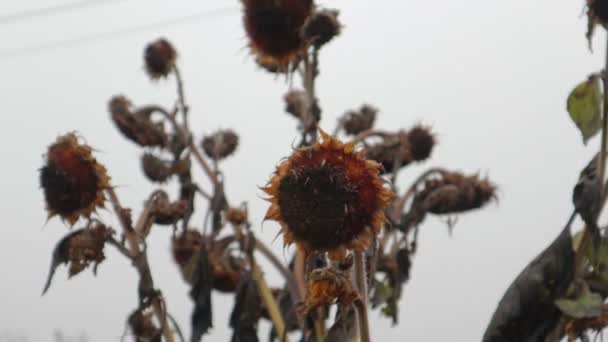 Getrocknete Sonnenblumenfrüchte aus nächster Nähe — Stockvideo