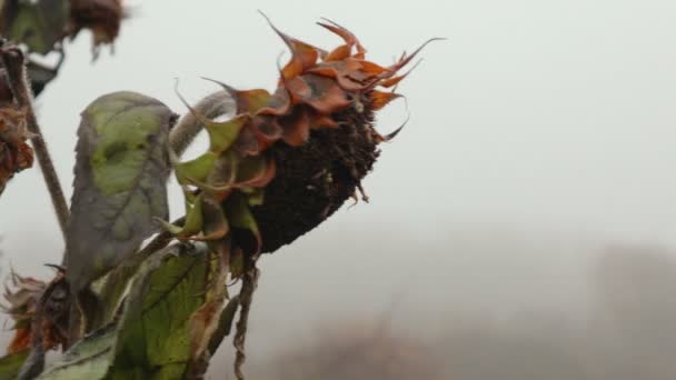 Buah-buahan bunga matahari kering close-up — Stok Video