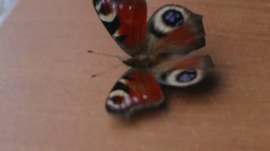 Nymphalid kelebek Web'den patladı. Yaşam ve ölüm kavramı