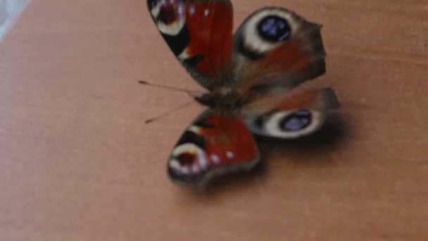 Una farfalla ninfalide scoppiò dalla ragnatela. Il concetto di vita e di morte — Video Stock