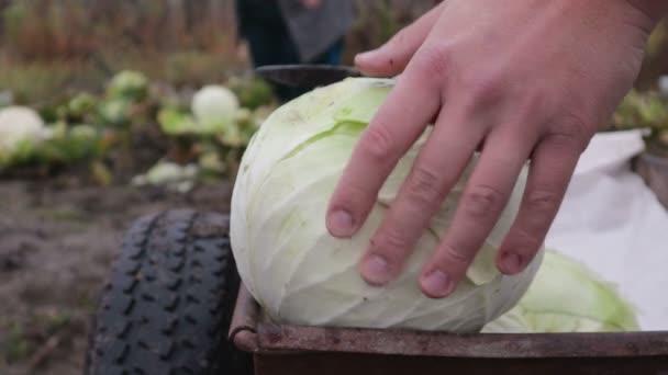Mão Dos Agricultores Uma Cabeça Limpa Repolho Carrinho Colheita Repolho — Vídeo de Stock