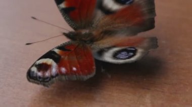 Nymphalid kelebek Web'den patladı. Yaşam ve ölüm kavramı