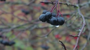 Yağmur damlaları üzerinde üvez meyveleri geç sonbaharda, yakın çekim siyah.