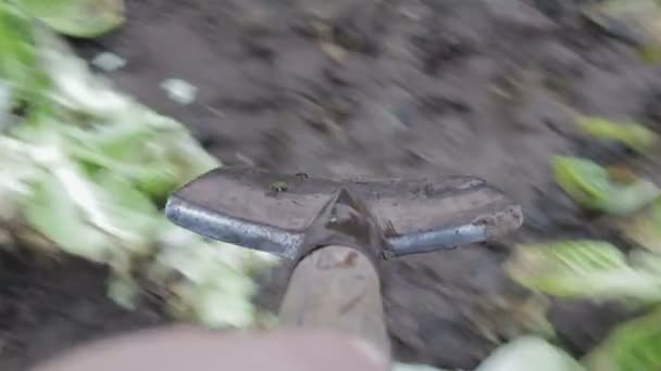 Close - up of a shovel that digs weeds, stalks out of the ground — Stock Video