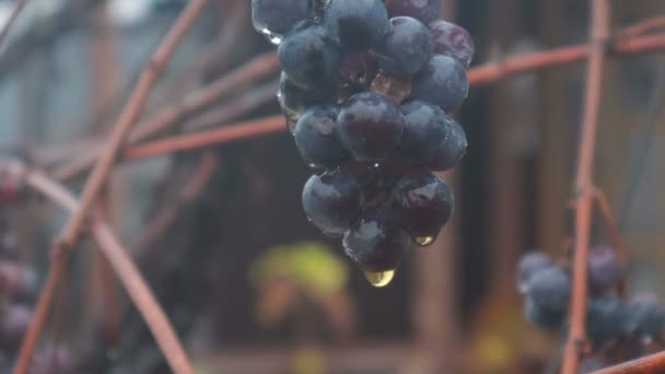 Videira com gotas de chuva, tempo de outono chuvoso. Fechar — Vídeo de Stock