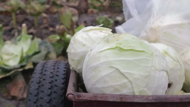Transportation of the crop in a trolley of clean, fresh cabbage — Stock Video