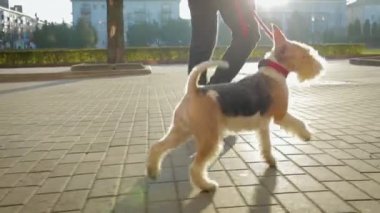 Bir adam şehir etrafında köpeğiyle tasma girer