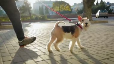 Bir adam şehir etrafında köpeğiyle tasma girer