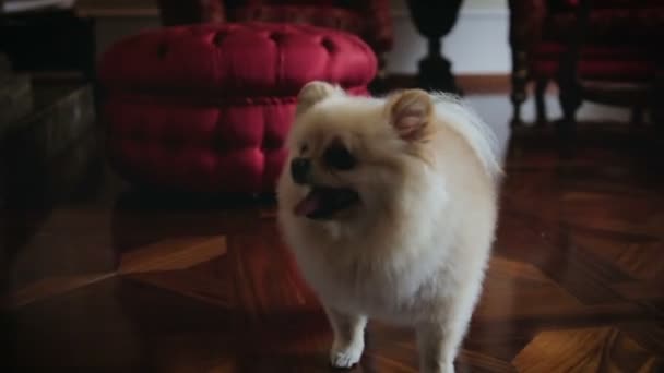 Pomeranian köpek çalışır ve çalış evde, metresi ayaklarına yakın çekim — Stok video