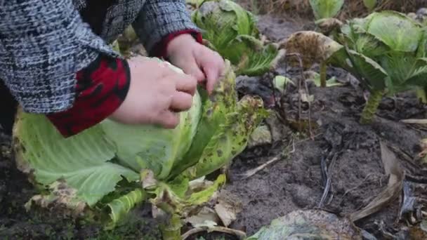 Cosecha de repollo en el jardín — Vídeo de stock