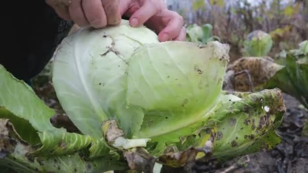 Уборка капусты в саду — стоковое видео