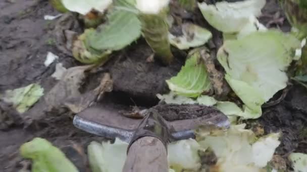 Zavřít - up o lopatu, která kope plevel, stopky ze země — Stock video