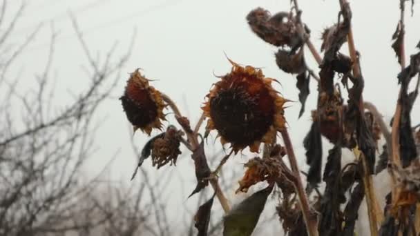 Buah-buahan bunga matahari kering close-up — Stok Video