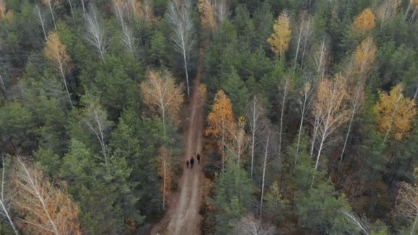 Family of travelers who walks on the road in the forest, aerial view — Stock Video