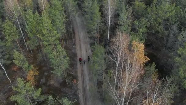 Bovenaanzicht van reizigers die langs de weg van de bos in de taiga wandelen — Stockvideo