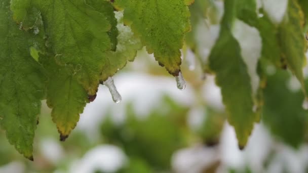 Green Leaves Tree Covered Crust Ice Water Freezes Leaves Icicles — Stock Video