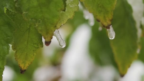 Ящірки на зеленому листі дерева, вода замерзає на листках. крупним планом — стокове відео