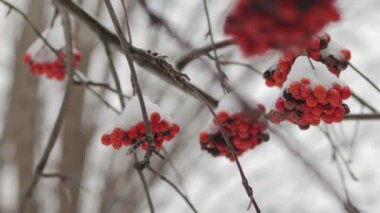 Dalları dağ kül kar altında donmuş yakın çekim