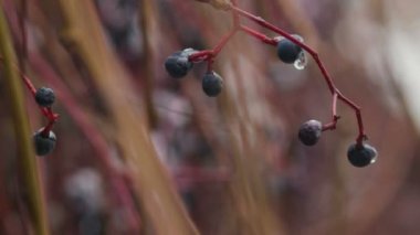 Buz sarkıtları ile kaplı siyah üvez meyveleri donmuş yakın çekim