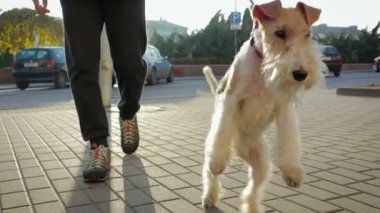 Bir adam şehir etrafında köpeğiyle tasma girer