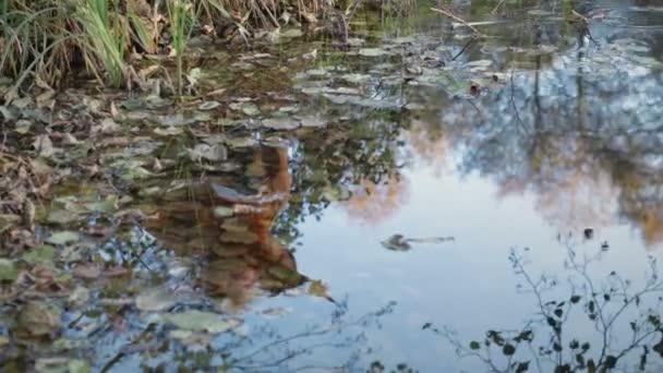 Сім'я, відображена у воді, відображена в озері — стокове відео