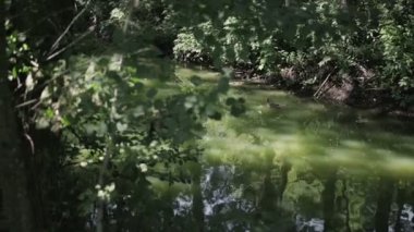 Yaban ördeği yüzüyor ve yosun ile yeşil suda yüzüyor. Ağaçların göl yansıtır