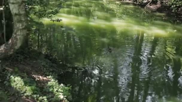 Yaban ördeği yüzüyor ve yosun ile yeşil suda yüzüyor. Ağaçların göl yansıtır — Stok video