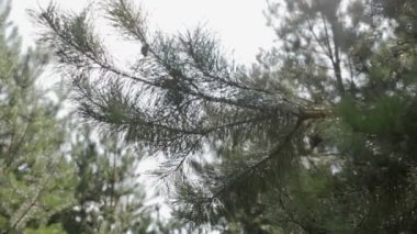 Sunny yaz havalarda bir çam ormanı Steadicam vurdu. İğneler ve çam koni kapatmak ile dalları